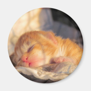 Imán Gatito dulce apretado del sueño
