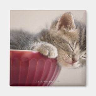 Imán Gatito durmiendo en el intestino