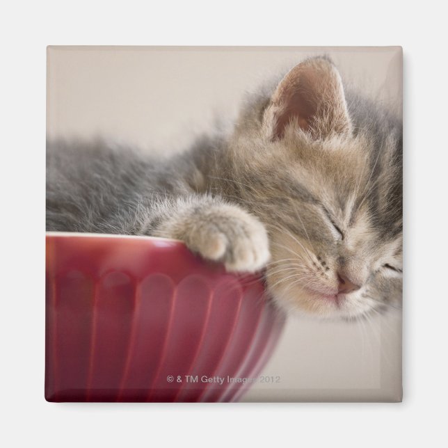 Imán Gatito durmiendo en el intestino (Frente)