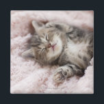 Imán Gatito durmiendo en la toalla<br><div class="desc">Gatito durmiendo en la toalla | C.O.T/a.collectionRF | Id. de activo: 108746250</div>