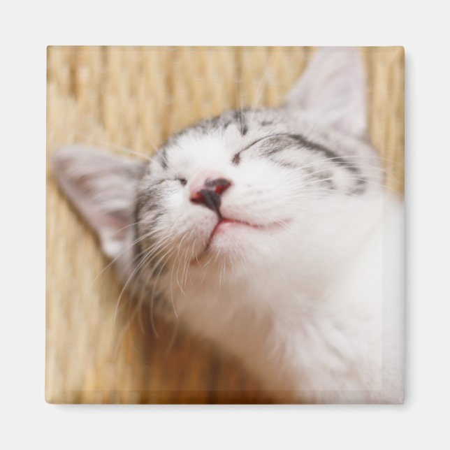 Imán Gatito durmiente (Frente)