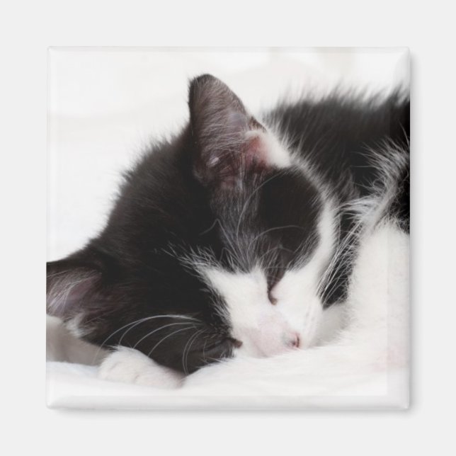 Imán Gatito durmiente (Frente)