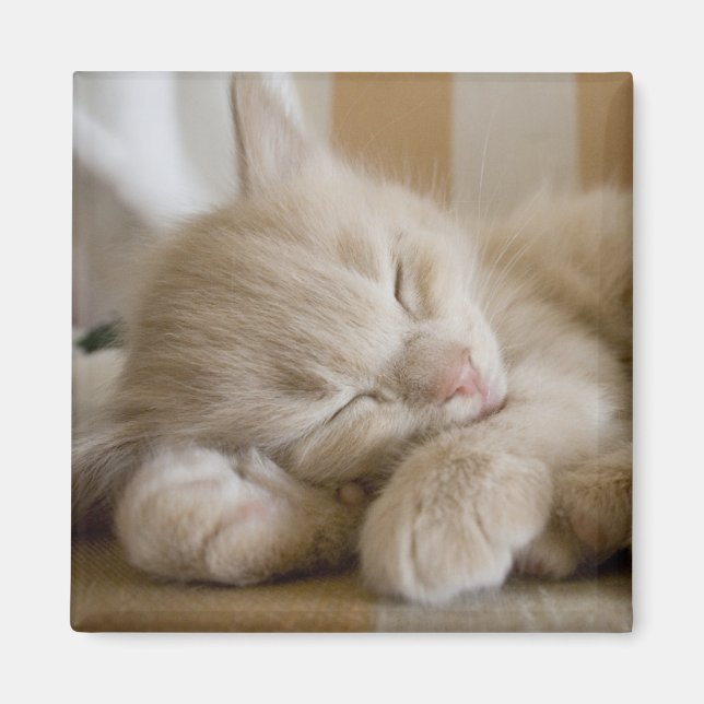 Imán Gatito durmiente (Frente)