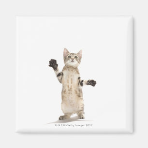 Imán Gatito en el fondo blanco
