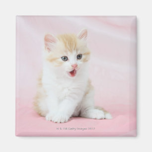 Imán Gatito en fondo rosado
