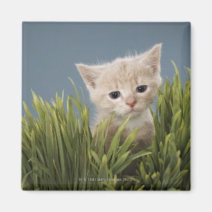 Imán Gatito en hierba