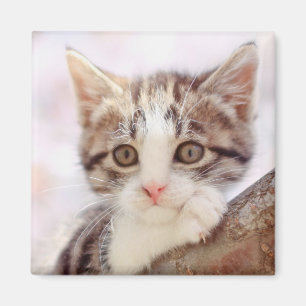 Imán Gatito en un árbol