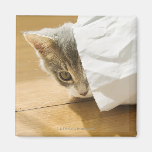 Imán Gatito escondido en una bolsa de papel (Frente)
