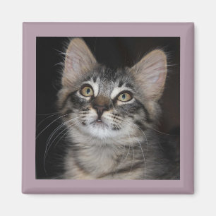 Imán Gatito Innocence Magnet