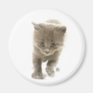 Imán gatito lindo