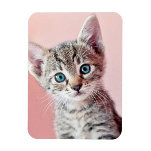 Imán Gatito lindo con los ojos azules