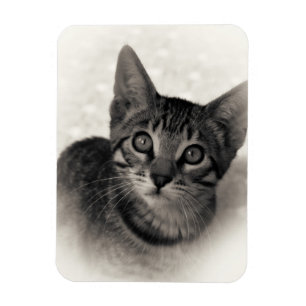 Imán Gatito lindo de Bengala
