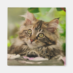 Imán Gatito lindo del Coon de Maine