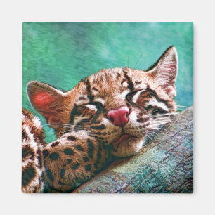 Imán Gatito lindo del Ocelot del bebé el dormir