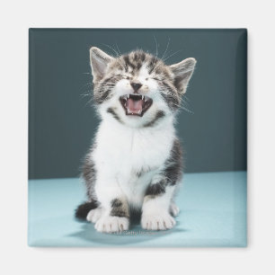 Imán Gatito meowing