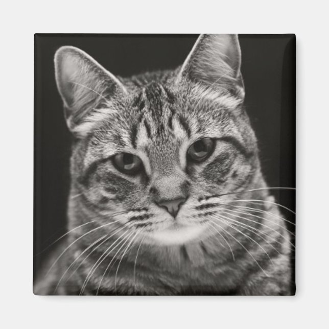 Imán Gatito negro de Tabby (Frente)