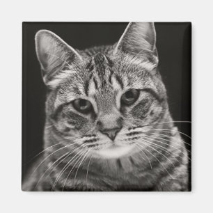 Imán Gatito negro del Tabby