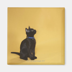 Imán Gatito negro en cuello