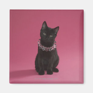 Imán Gatito negro que lleva el collar jeweled