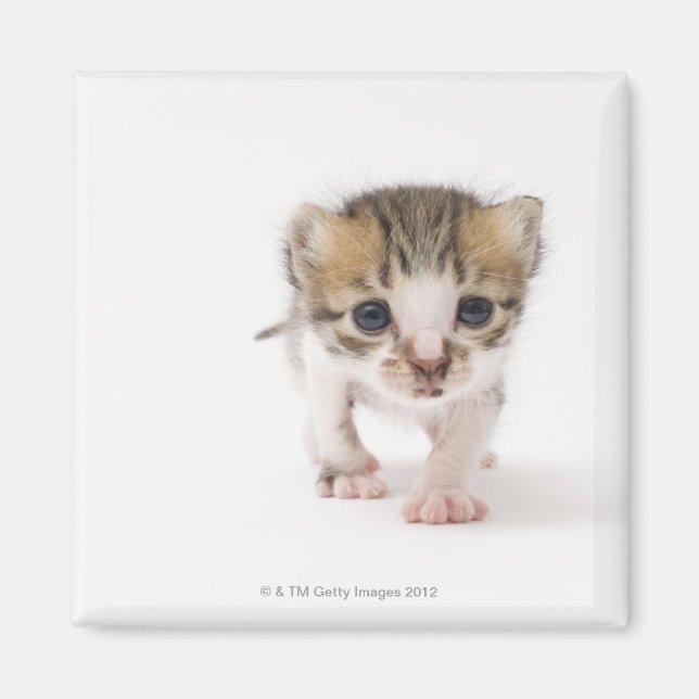 Imán Gatito neonato (Frente)