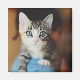 Imán Gatito observado azul brillante