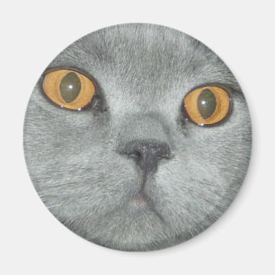 Imán Gatito observado naranja lindo