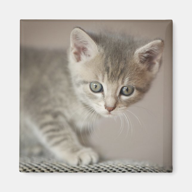 Imán Gatito pequeño (Frente)