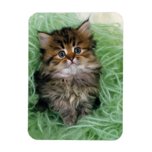 Imán Gatito persa
