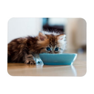 Imán Gatito persa joven