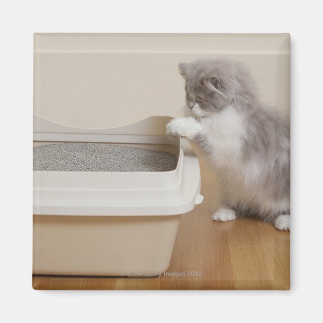 Imán Gatito persa mirando la caja de basura (Frente)