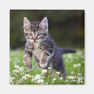 Imán Gatito que corre a través de trébol