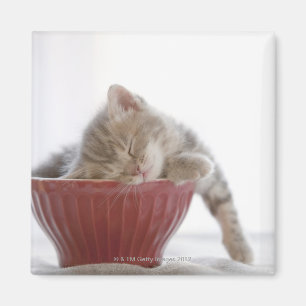 Imán Gatito que duerme en cuenco
