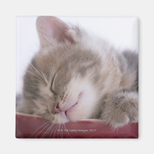 Imán Gatito que duerme en el cuenco 2