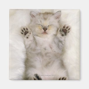 Imán Gatito que duerme en una alfombra mullida blanca,