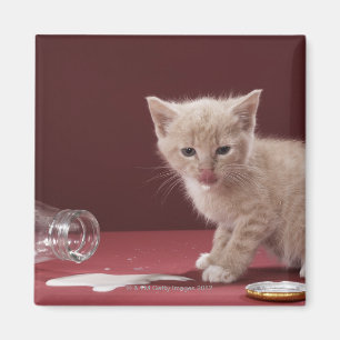 Imán Gatito que lame la leche derramada de la botella