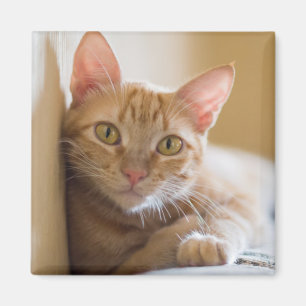 Imán Gatito que miente en el sofá