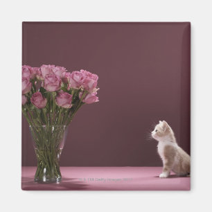 Imán Gatito que mira el florero de rosas