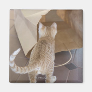 Imán Gatito que mira en el abismo de un bolso