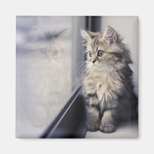 Imán Gatito que mira hacia fuera la ventana