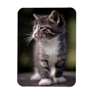 Imán Gatito que se coloca alto