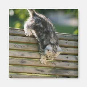 Imán Gatito que se mueve abajo en banco