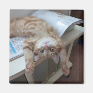 Imán Gatito que se relaja