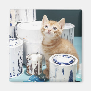 Imán Gatito que se sienta entre las latas de la pintura