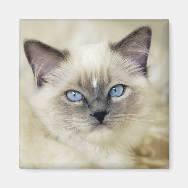 Imán Gatito Ragdoll (Frente)