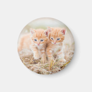 Imán Gatito, Rojo, Dos