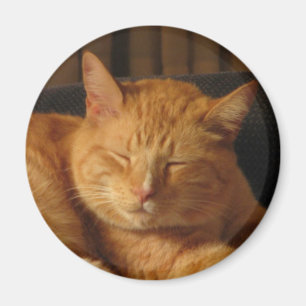 Imán Gatito sereno