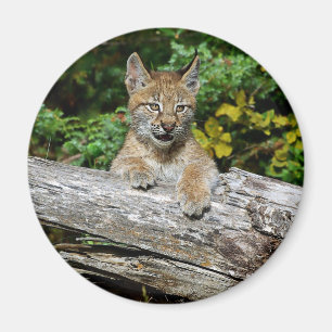 Imán Gatito siberiano del lince