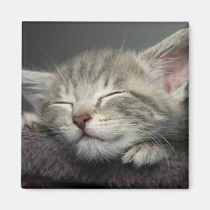 Imán Gatito soñoliento