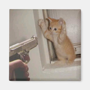 Imán ¡Gatito sostenido a punta de pistola!