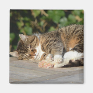Imán Gatito tranquilo y relajado